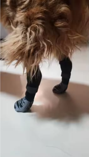Customer photo review of Anti-Slip Dog Socks for Slippery Floors