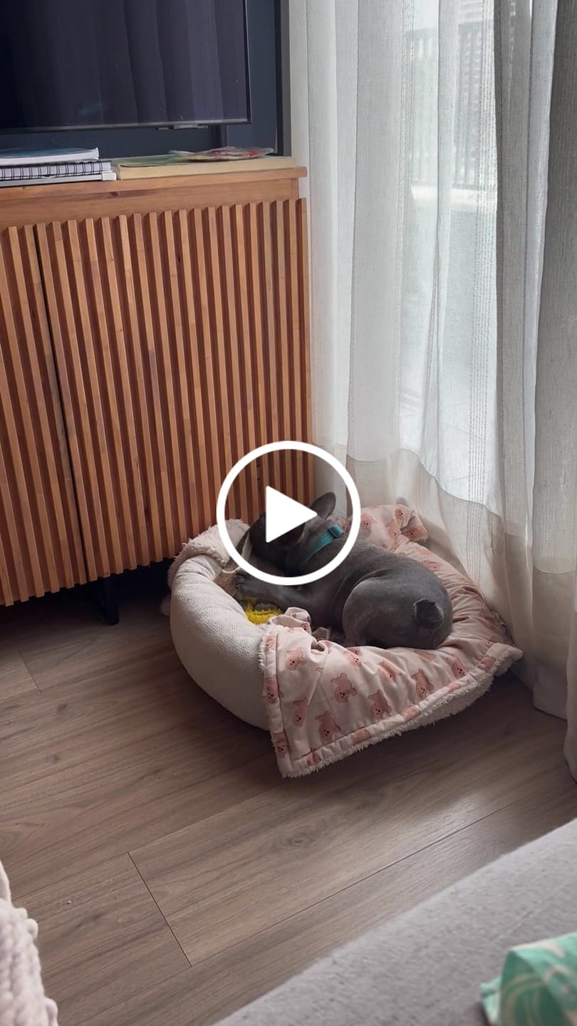 Customer video review of Asta de ciervo para perros - Médula expuesta: Para perros que aman morder