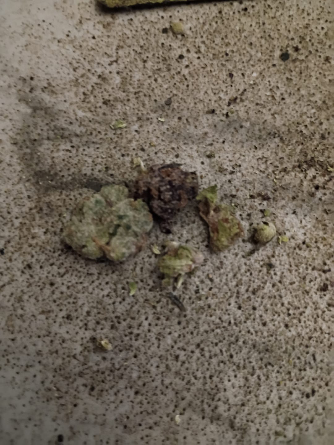Customer photo review of Speaker Knockers Indoor THCA Mediums