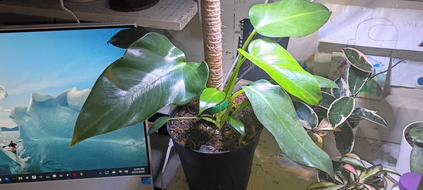 Customer photo review of Philodendron giganteum