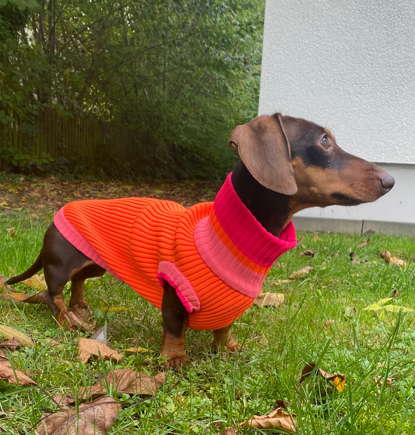 Customer photo review of Hundepullover gestrickt für Dackel, kleine & große Hunde, Neon Orange | lumiies® Glow Jumper 2.0
