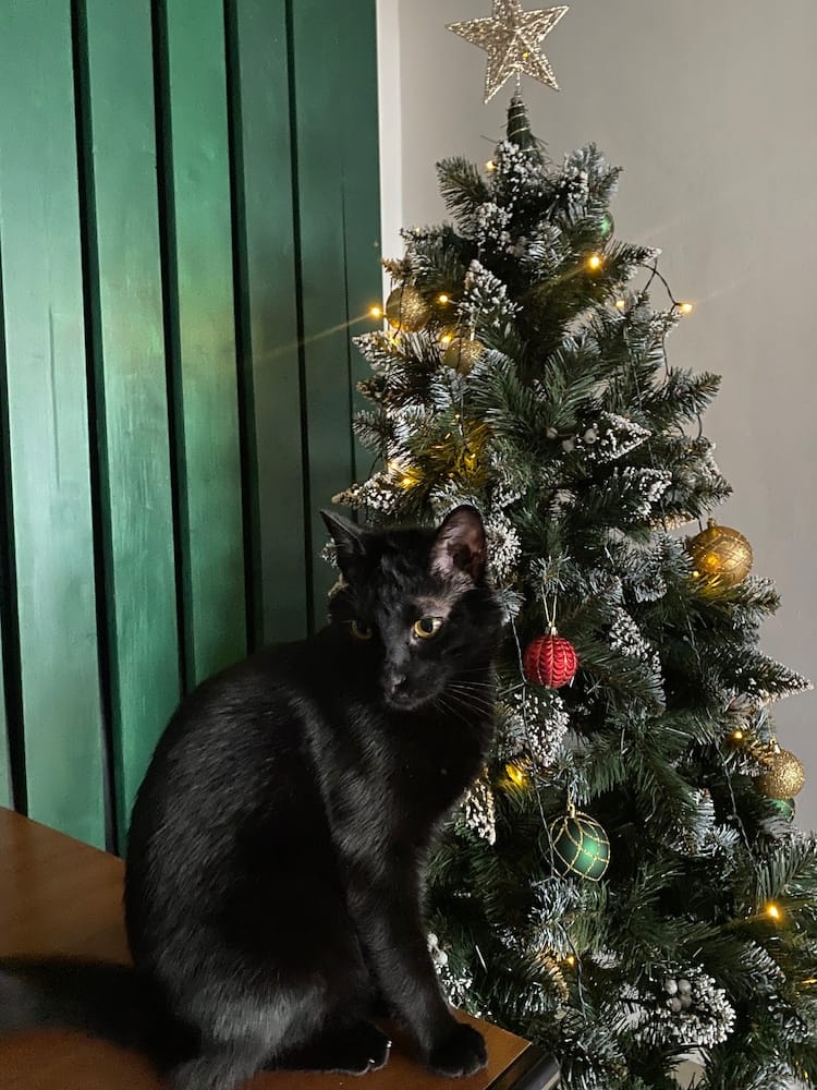 Customer photo review of Brad artificial de Crăciun Fulg de Nea, nins cu merișoare albe, 2D, 180 cm