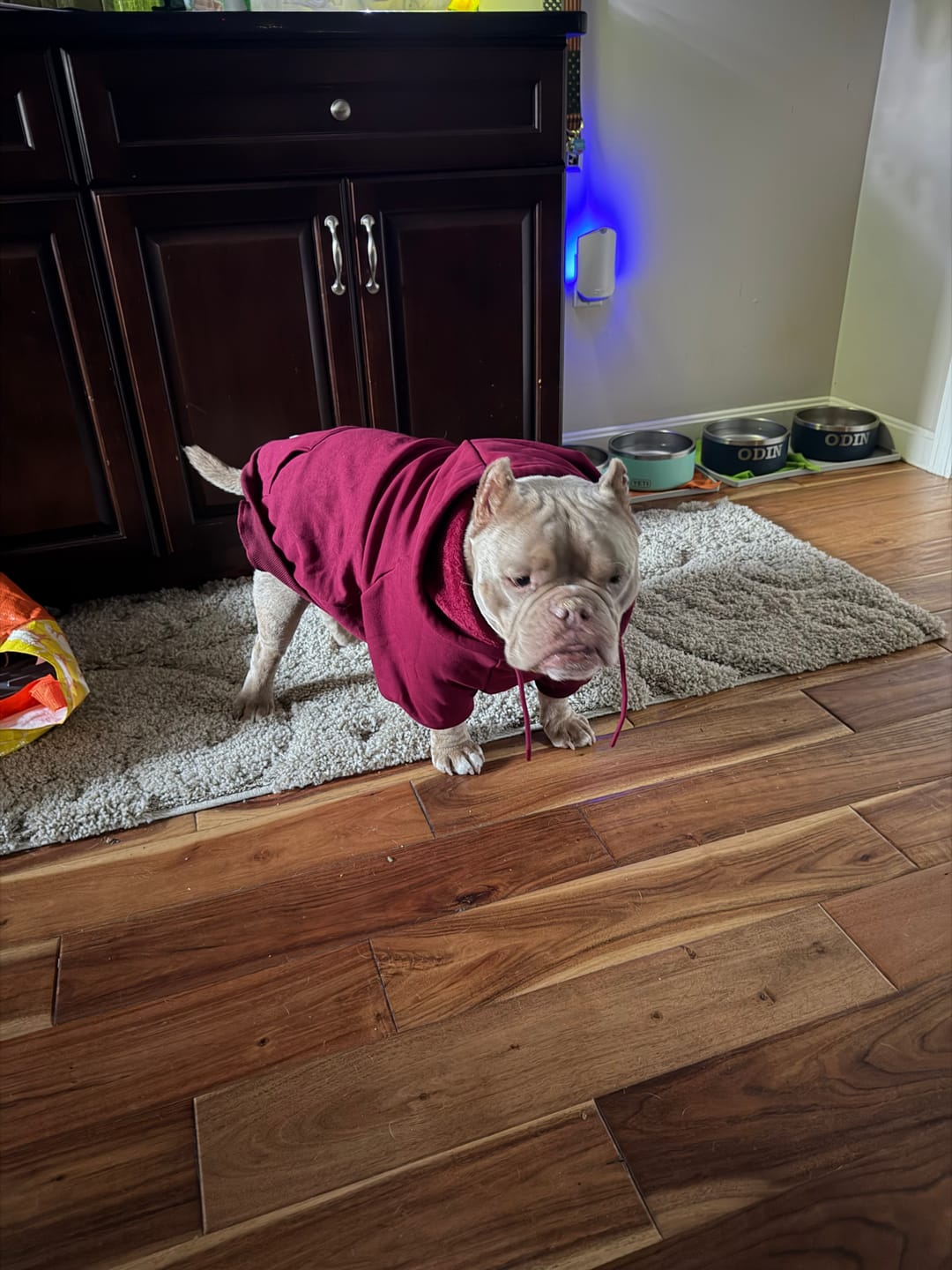 Customer photo review of Alpine Dog Hoodie