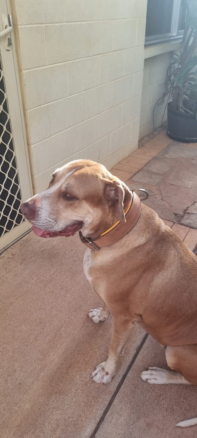 Customer photo review of Hand Made Leather Dog Collar - Classic Buckskin & Chrome (Wide Fit)