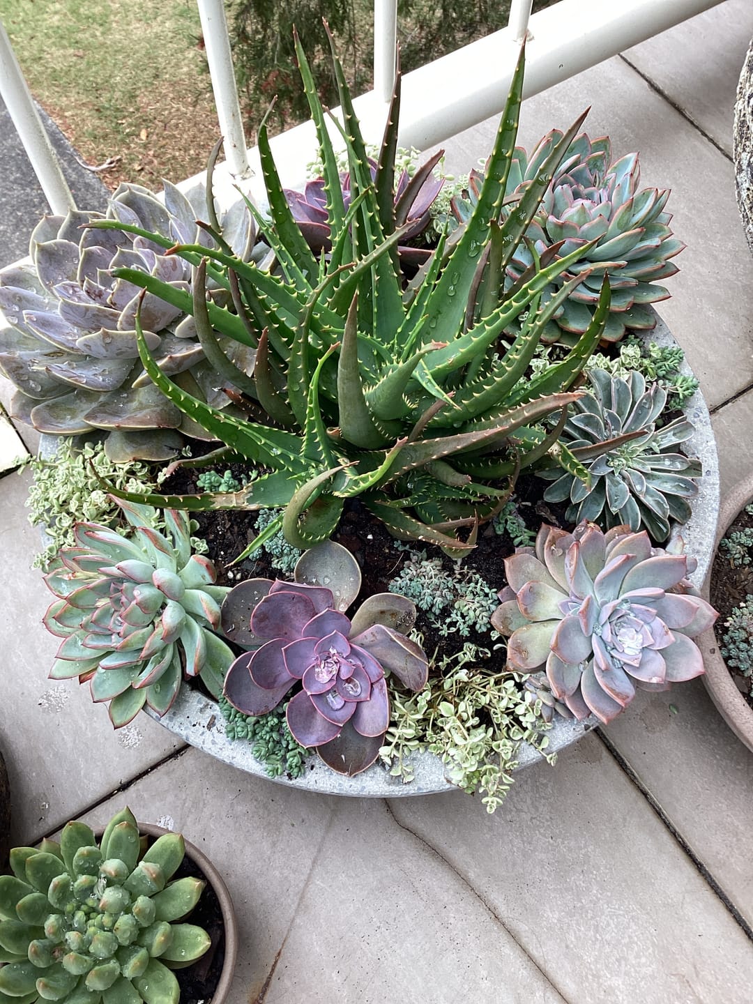 Customer photo review of Sedum dasyphyllum Minor