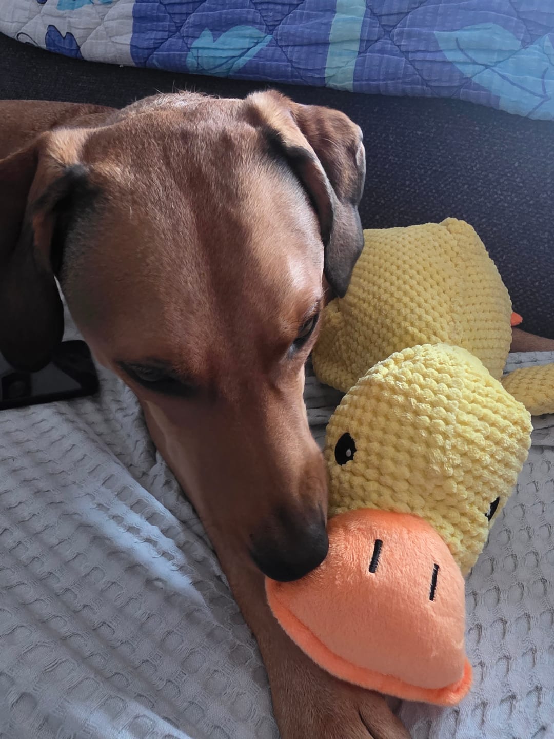 Customer photo review of Smirujuća Patka Za Pse
