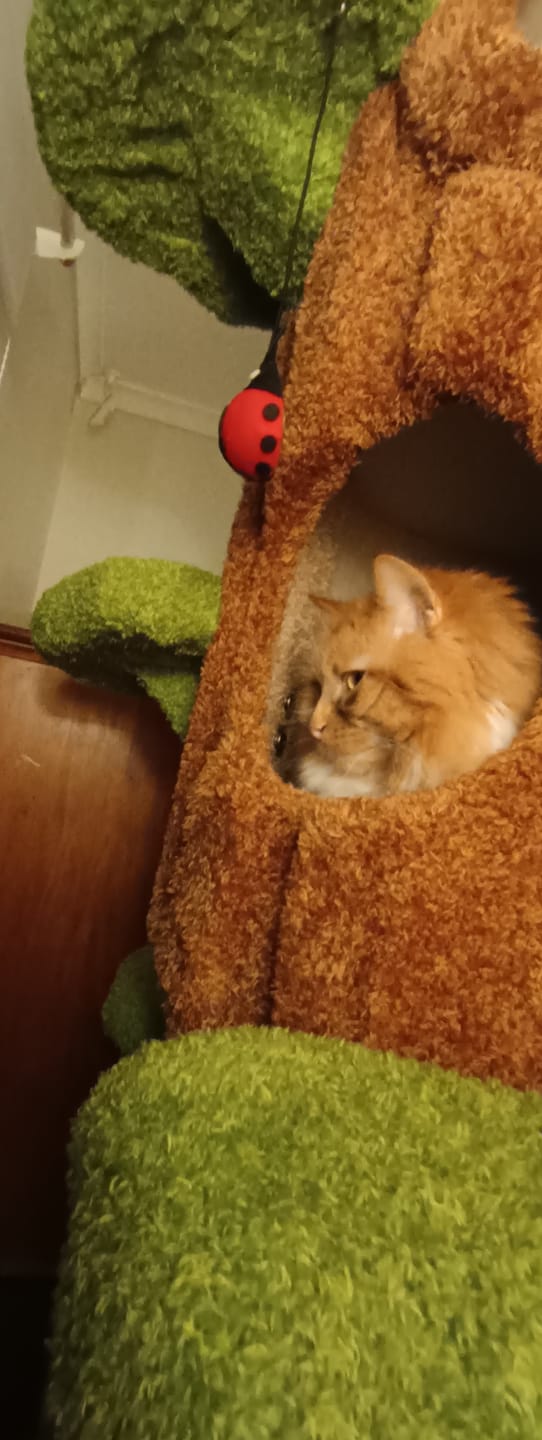Customer photo review of Multi-Functional Tree Hollow Structure Cat Tree 230cm | Deluxe Multi-Cat Tower