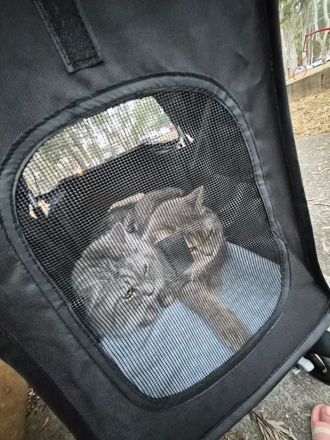 Customer photo review of 4 Wheels Pet Stroller with Detachable Basket