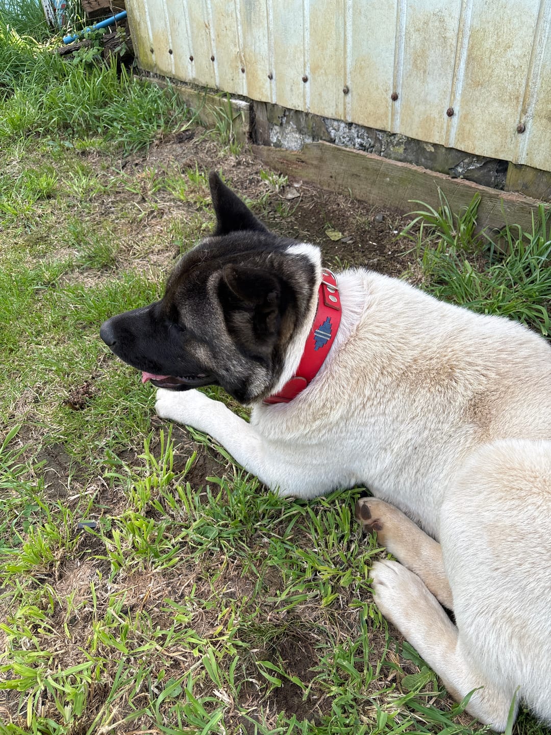 Customer photo review of Collar Lassie Rojo/Rojo B14