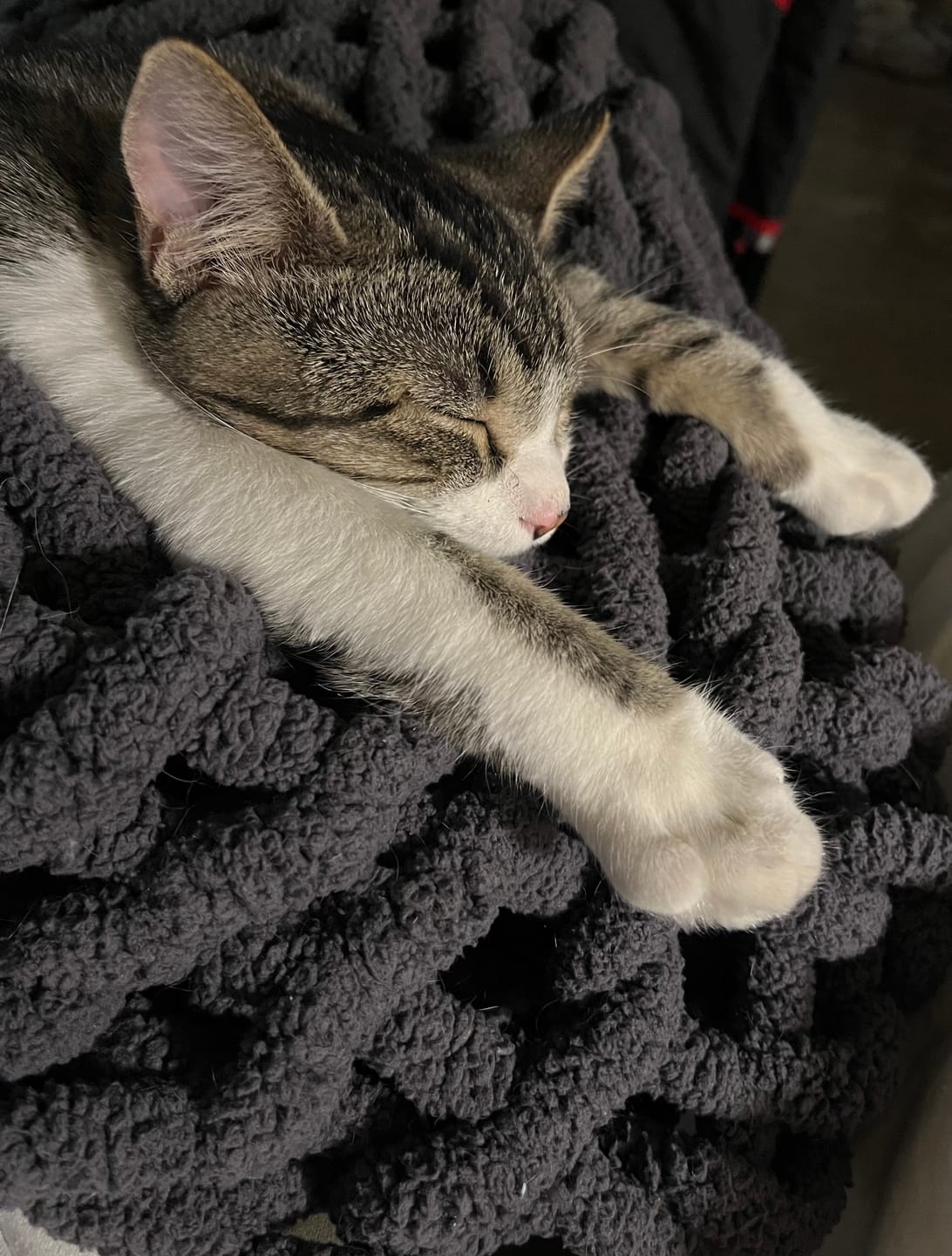 Customer photo review of FeLife® Immunity Support - Reduces FeLV Virus in Cats