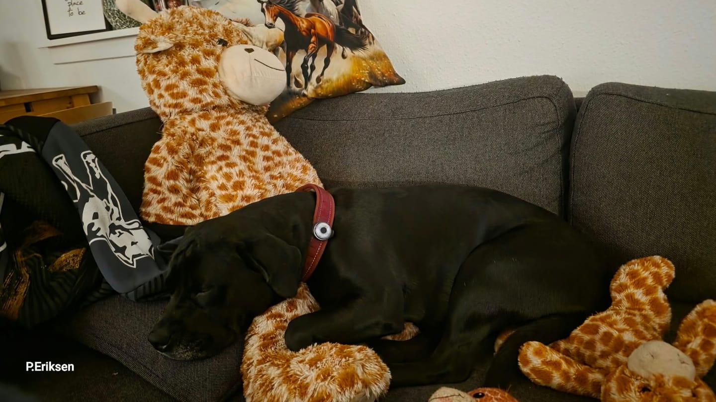 Customer photo review of Safety Light - 4-i-1 Lygte Til Hund