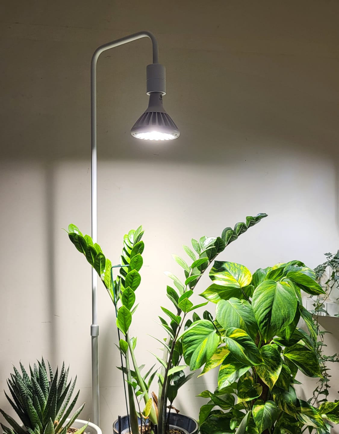 Customer photo review of Pianta 30 Grow Light LED Bulb
