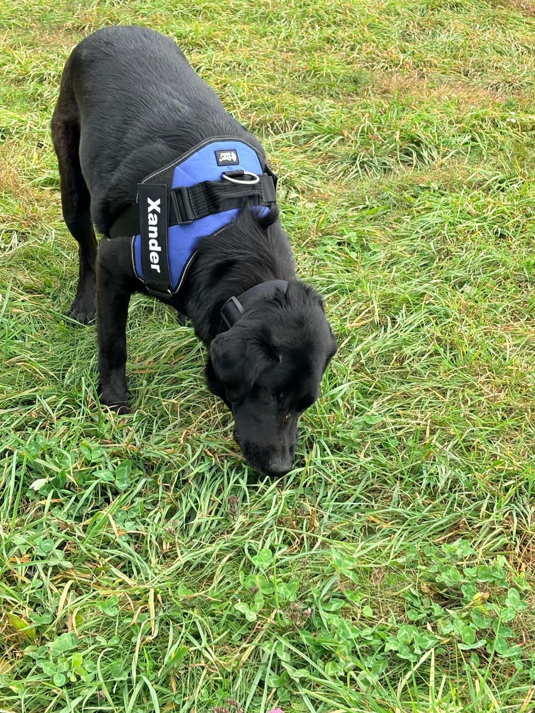 Customer photo review of Dogshood ™ No Pull Harness