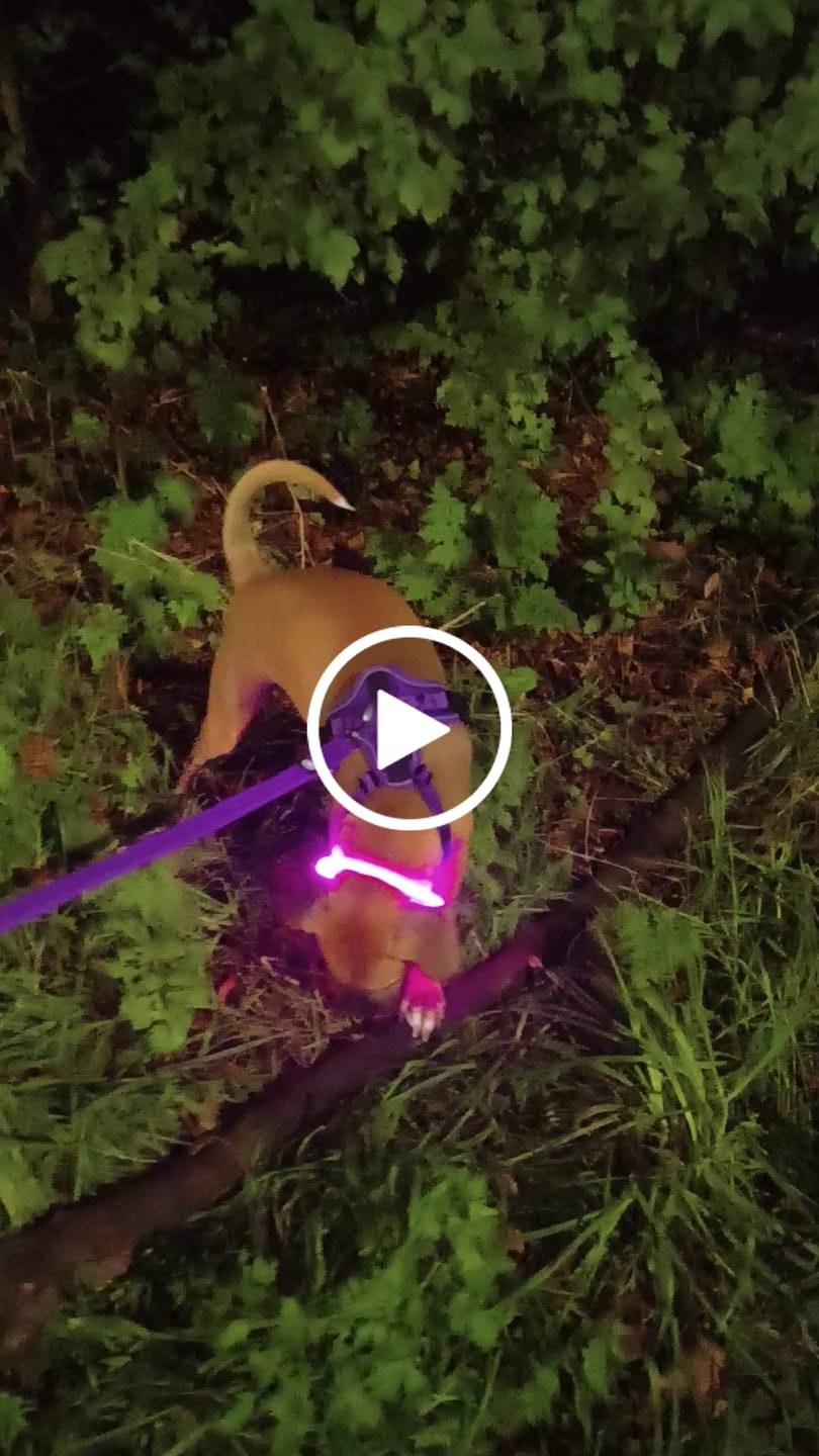 Customer video review of Anti Pull Hurricane Harness Lighter | With Handle - Purple