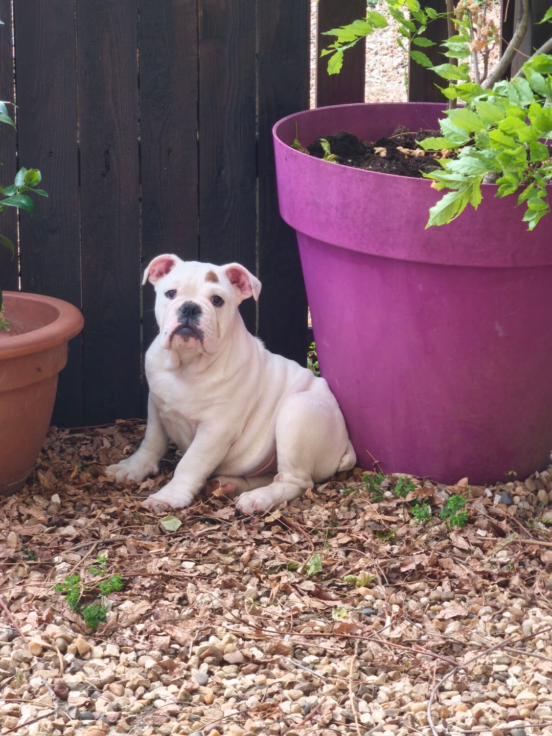 Customer photo review of Croquettes Sans Céréales Poulet, Légumes - adaptées aux chiots