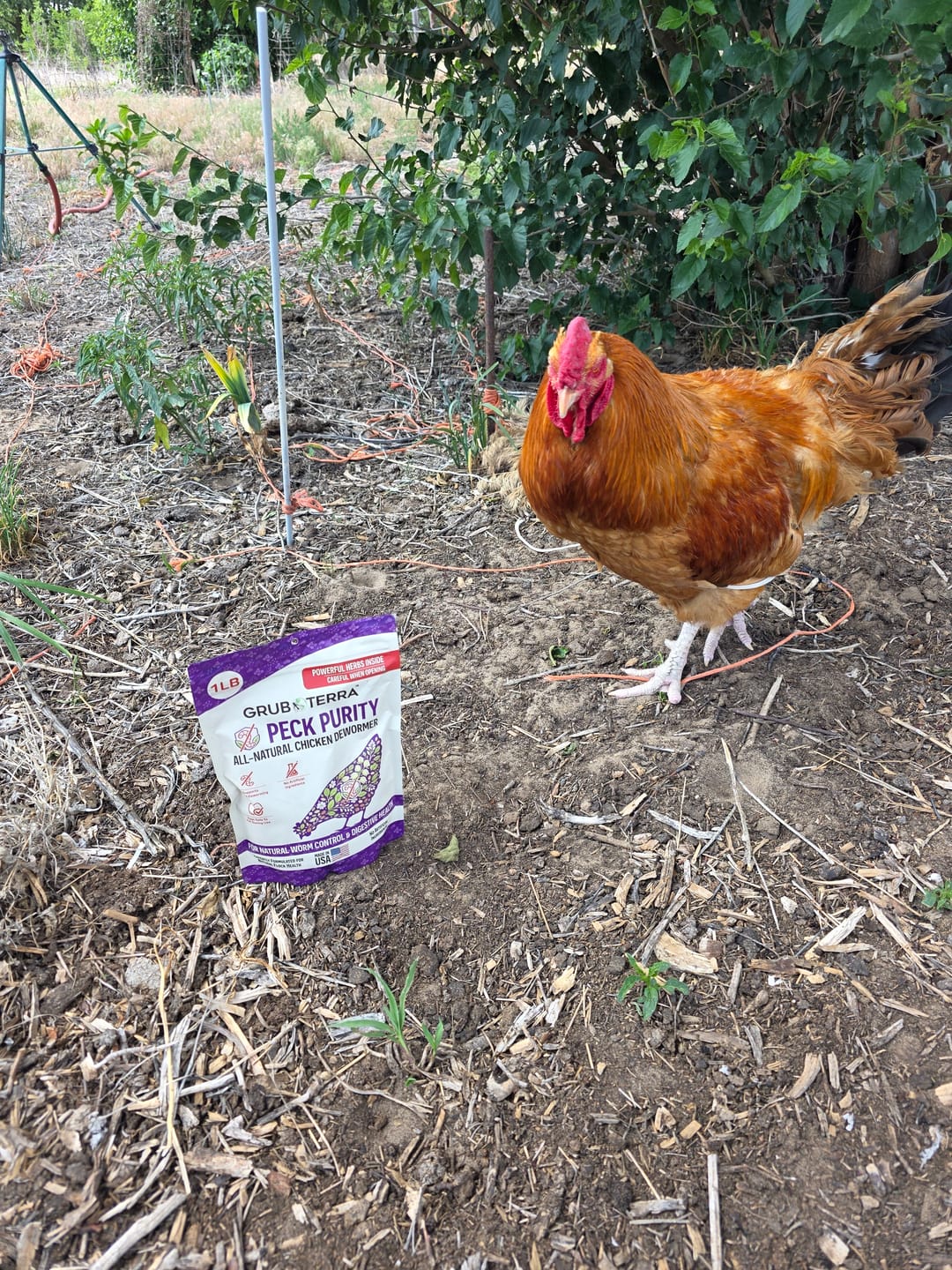 Customer photo review of Peck Purity Daily Digestive Defense for Flock Strength