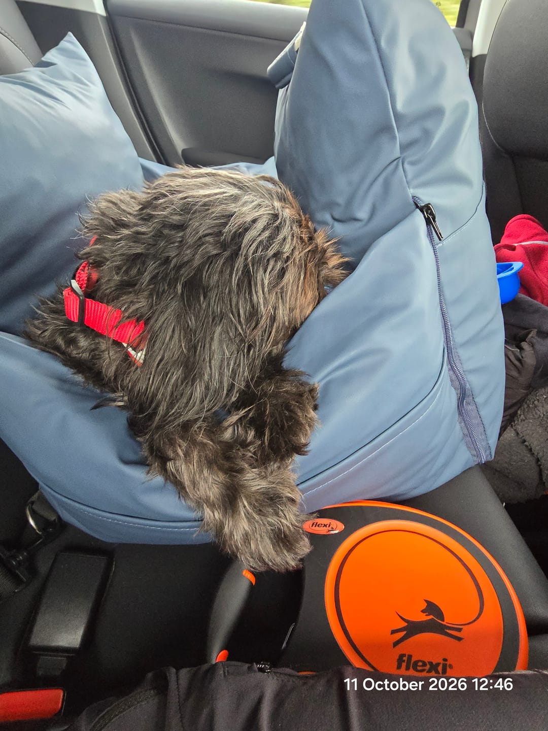 Customer photo review of Dog Dock V2 New & Improved ISO Fix