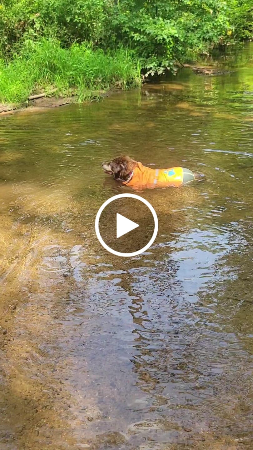 Customer video review of 1-TDC  Oral Health + Mobility Support for Dogs
