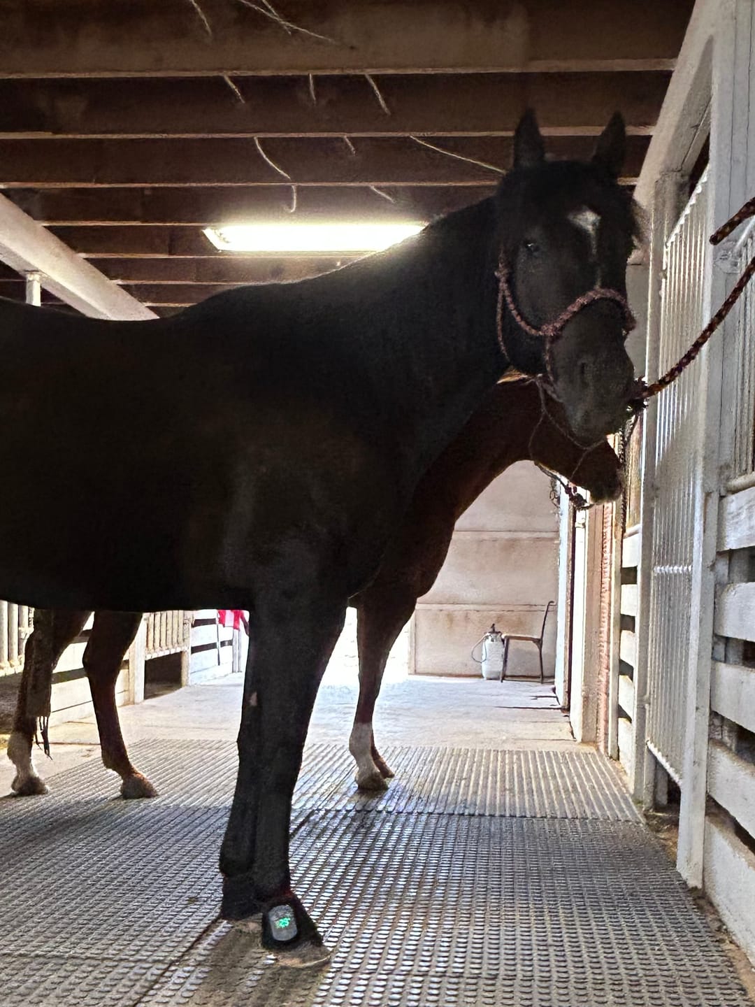 Customer photo review of HorseHalo™ HaloLegs Mini