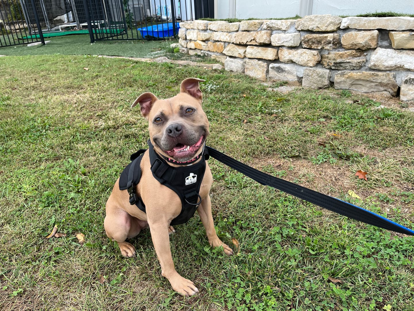Customer photo review of No Pull Bully Proof Harness