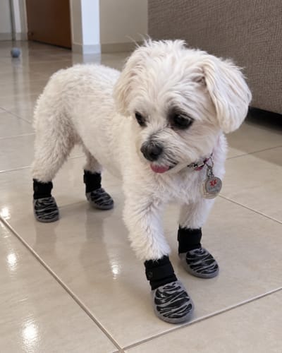 Customer photo review of Anti-Slip Dog Socks for Slippery Floors