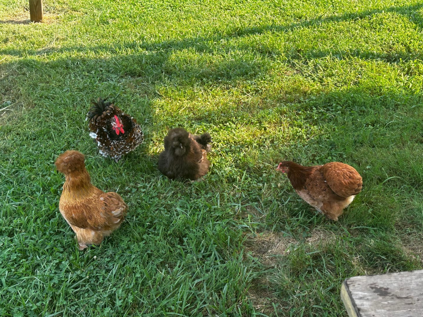 Customer photo review of Peck Purity Daily Digestive Defense for Flock Strength