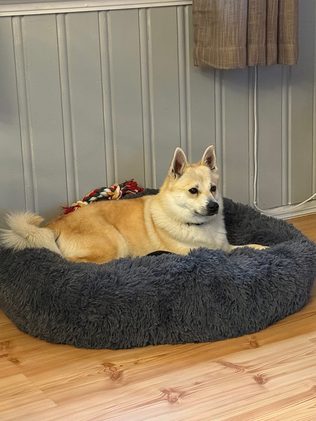 Customer photo review of CalmBed – For hunder som fortjener å sove godt