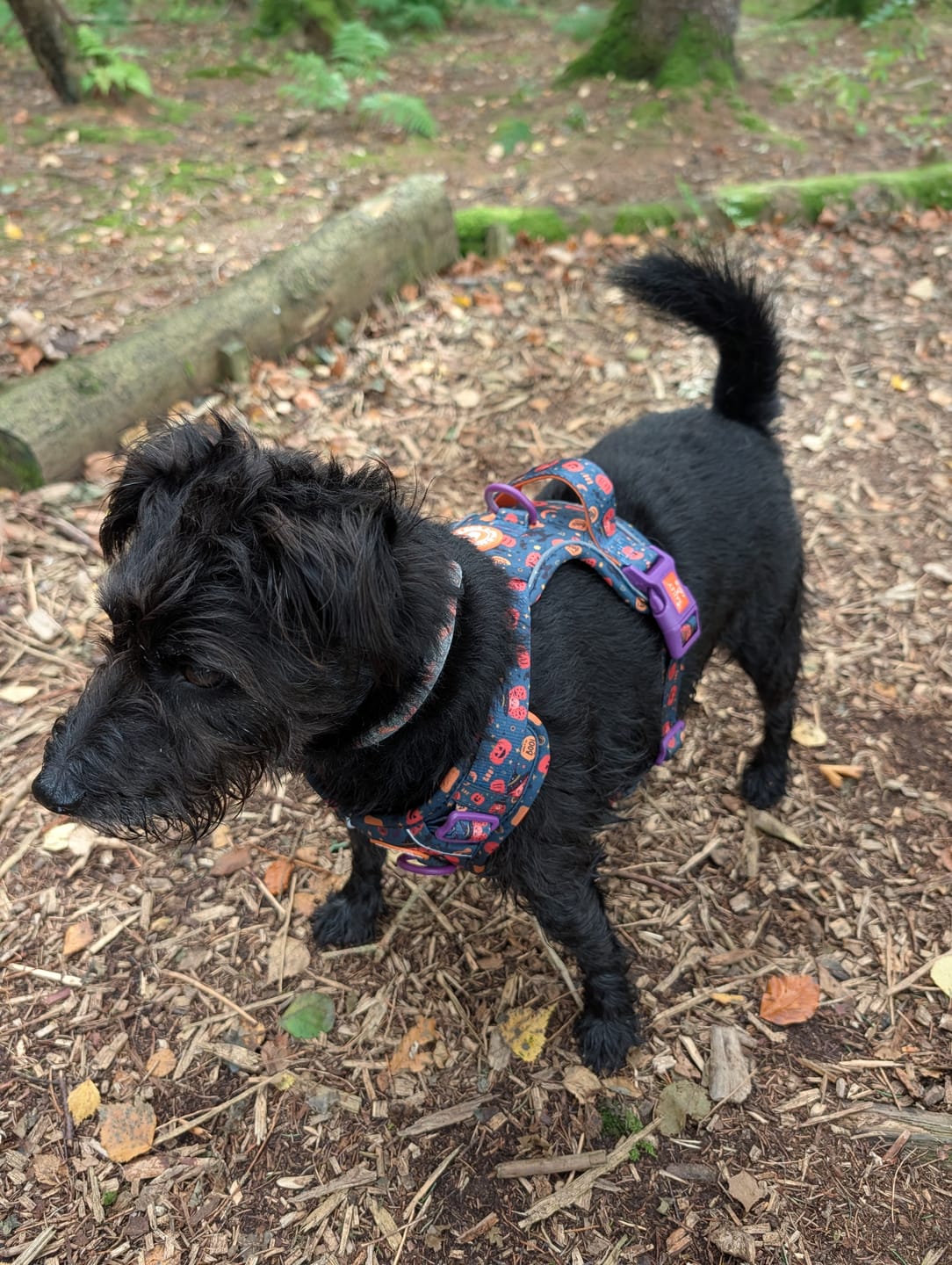 Customer photo review of Trail & Glow Dog Harness - Colour Drops - Spellbound Autumn