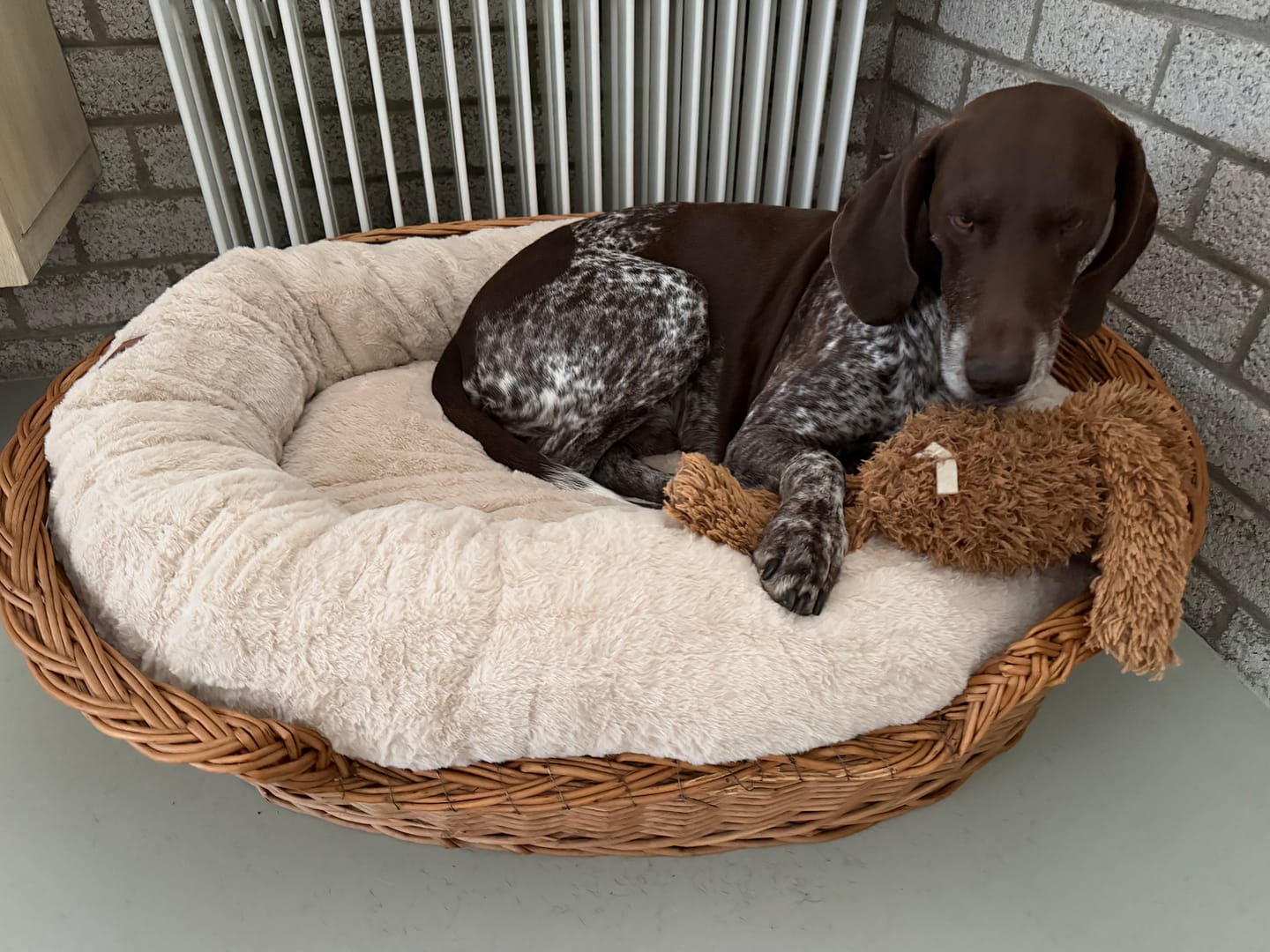 Customer photo review of Pet Perfect Orthopedische Donutmand