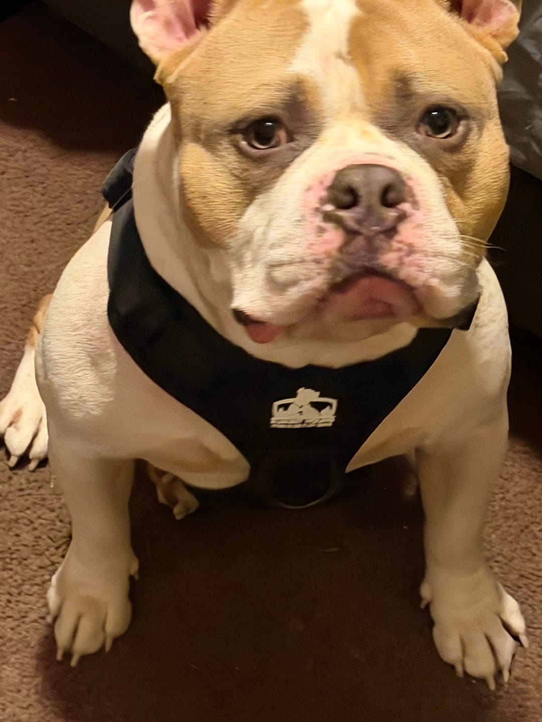 Customer photo review of Matching Black 6' Bully Proof Leash