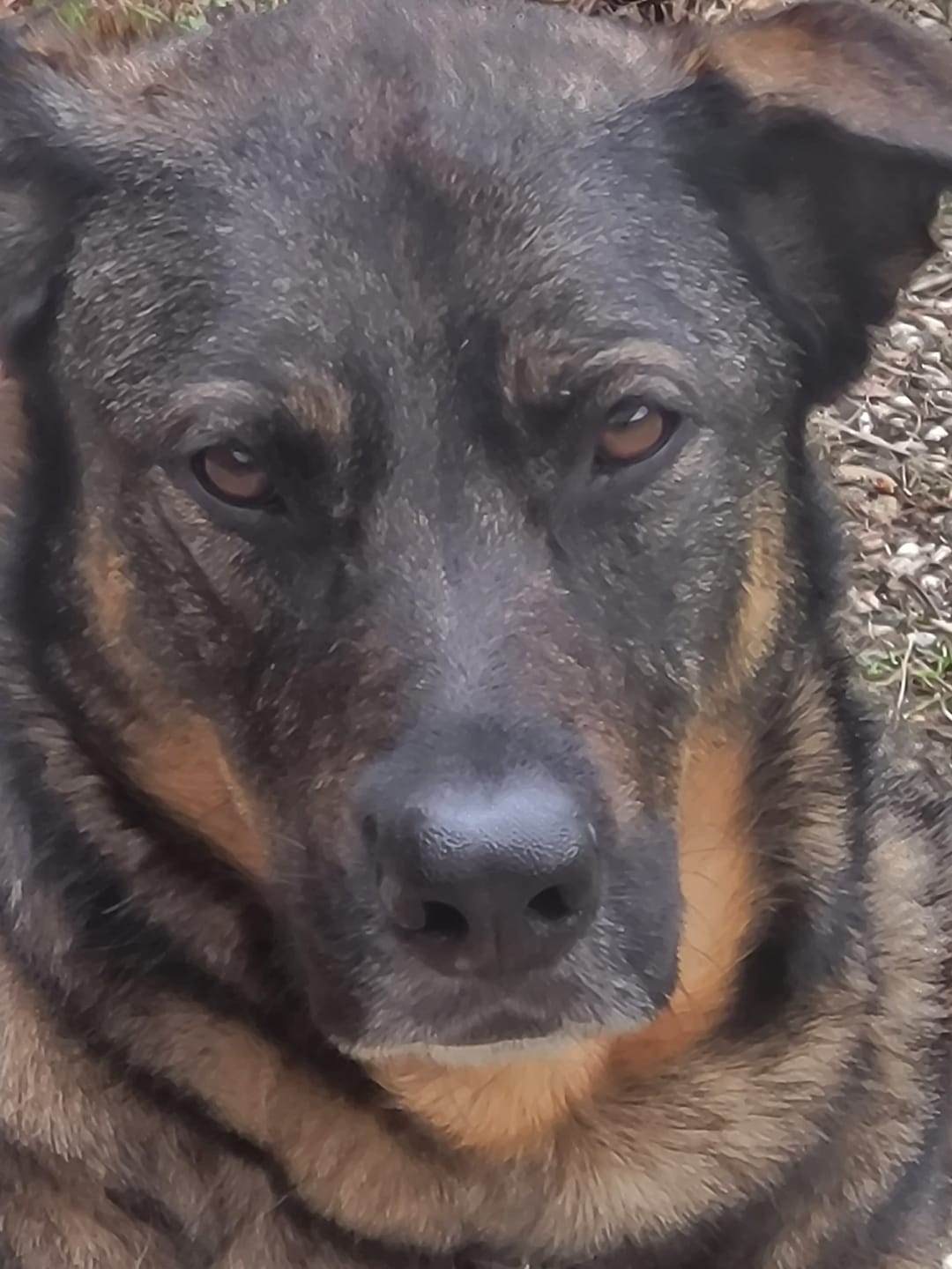 Customer photo review of GIGI VET KREOPET Pankeas Pankreasenzyme Pankreatin Verdauungsenzyme