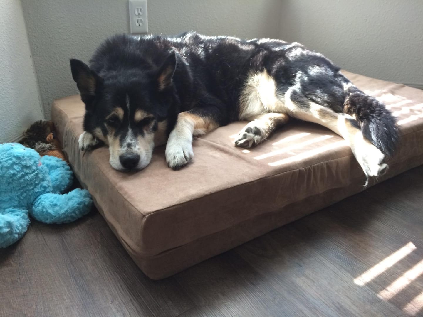 Customer photo review of 7" Orthopedic Memory Foam Dog Bed Sleek Edition | Big Barker