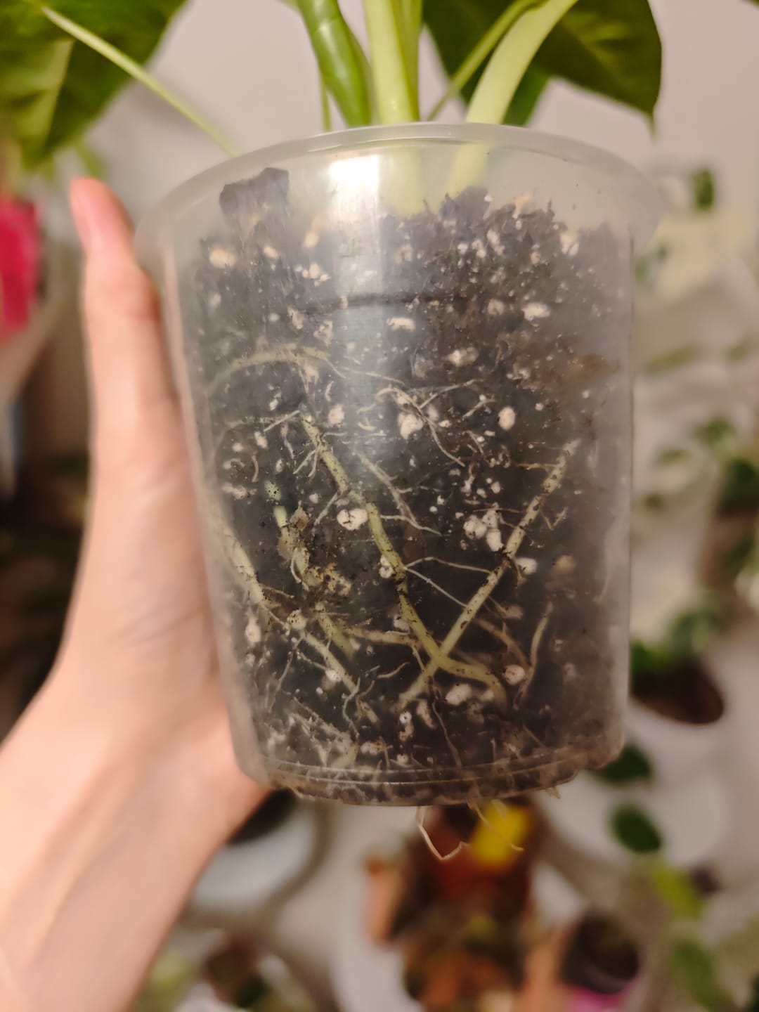 Customer photo review of Muddis Erde 5 Liter Erdmix