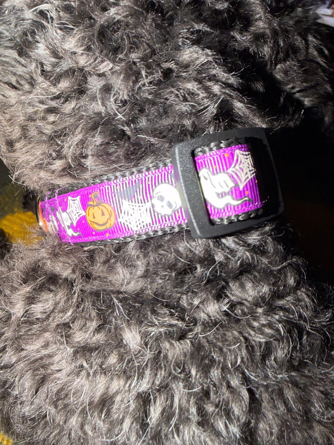 Halloween Dog Collar photo from Mandy G.