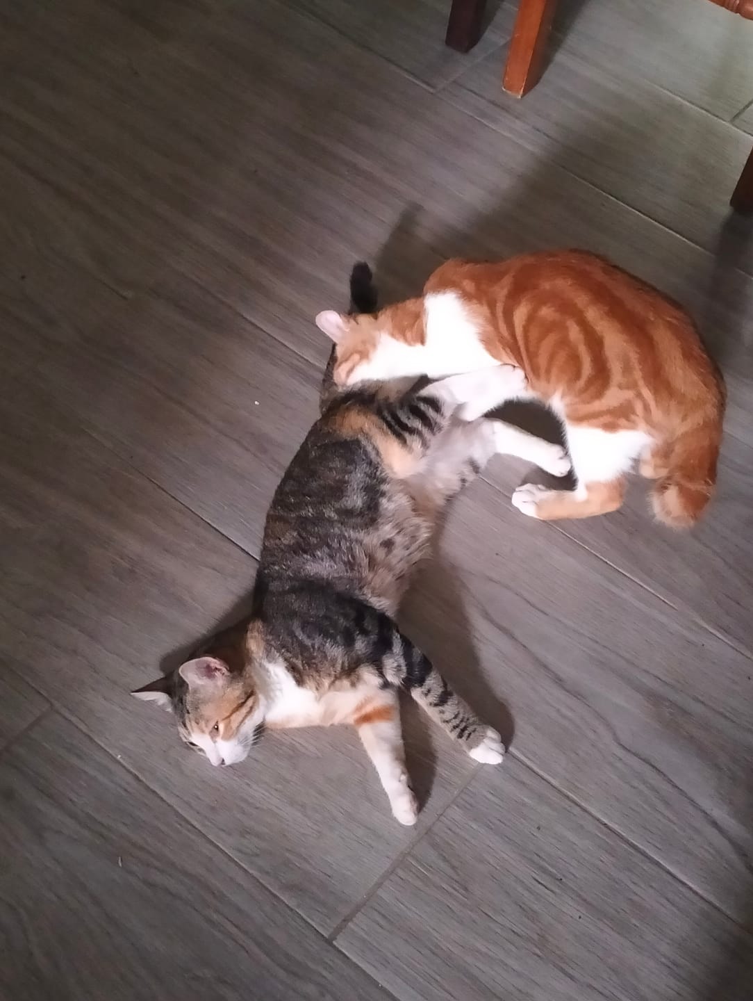 Customer photo review of Grain Free Cat Adult