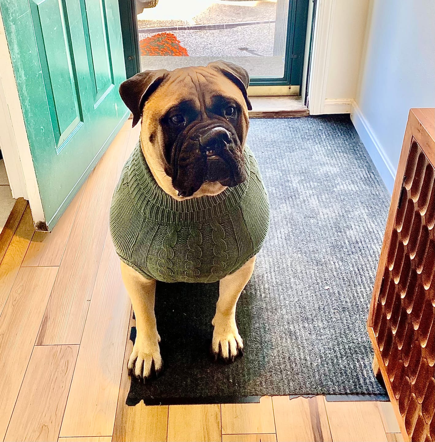 Customer photo review of Cable Knit Dog Sweaters