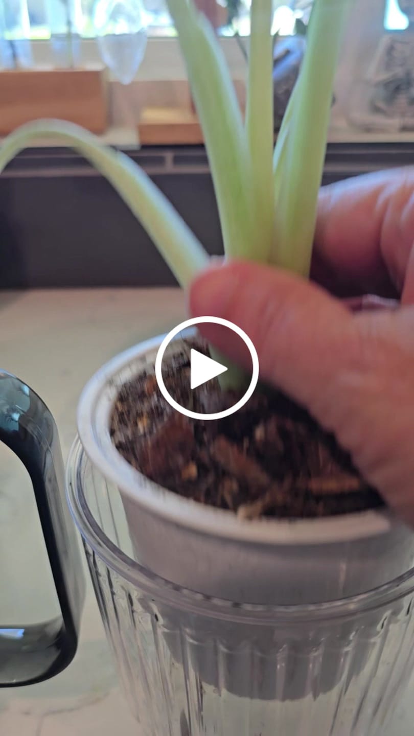 Customer video review of Fungus Gnat Death Drops