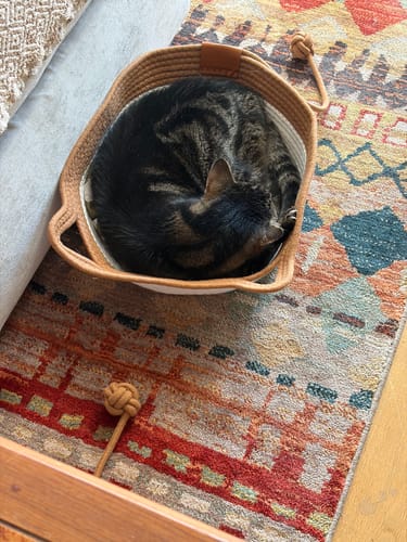 Customer's cat curled up sleeping inside an Instinct Basket on a patterned rug.