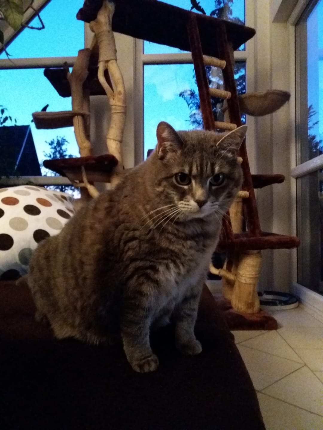 Customer photo review of Naturreines Katzenstreu