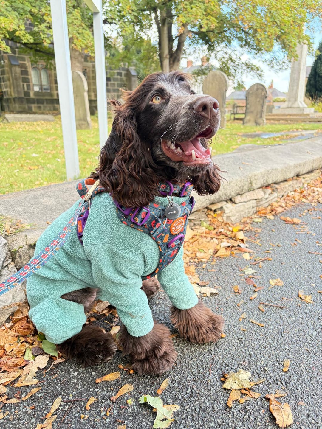 Customer photo review of Spellbound Autumn Adjustable Dog Harness, Lead, Collar & Dog Walking Bag Bundle