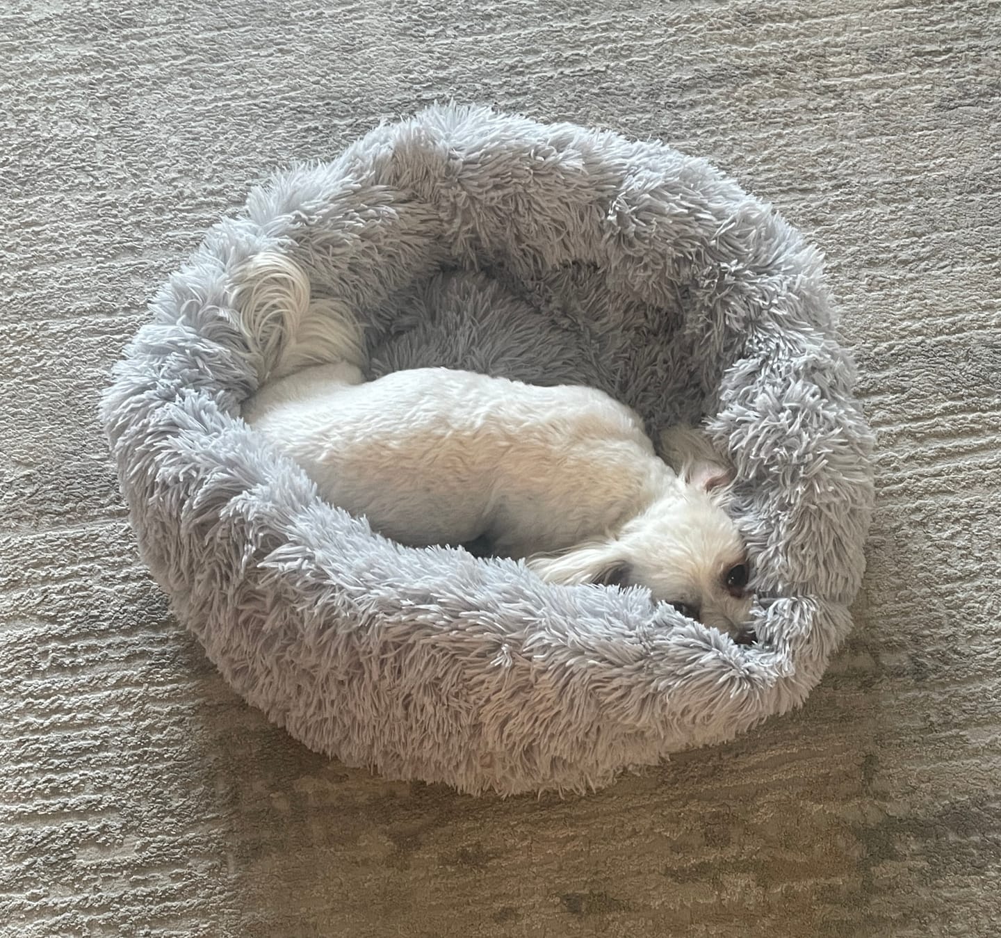 Customer photo review of Puppery Hundebett Wolke 7 - Das Original