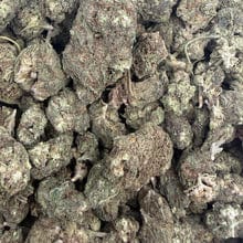 Customer photo review of Biscotti (Light Deprivation) – Bulk THCA Flower 1 lb