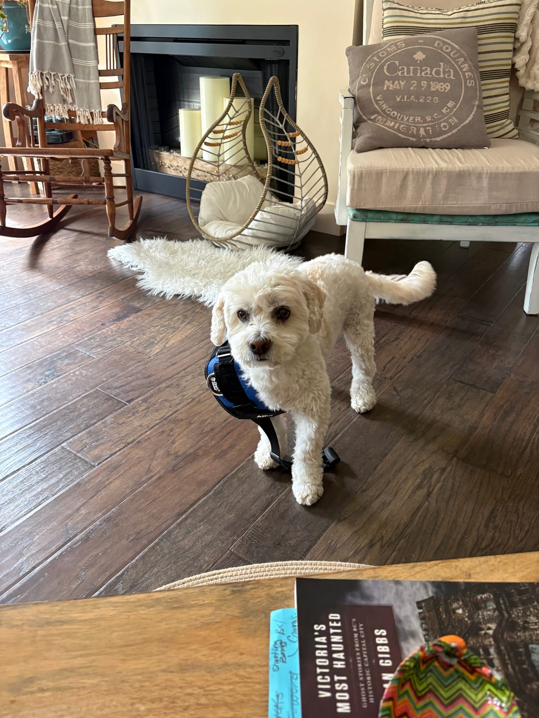 Customer photo review of Dogshood ™ No Pull Harness