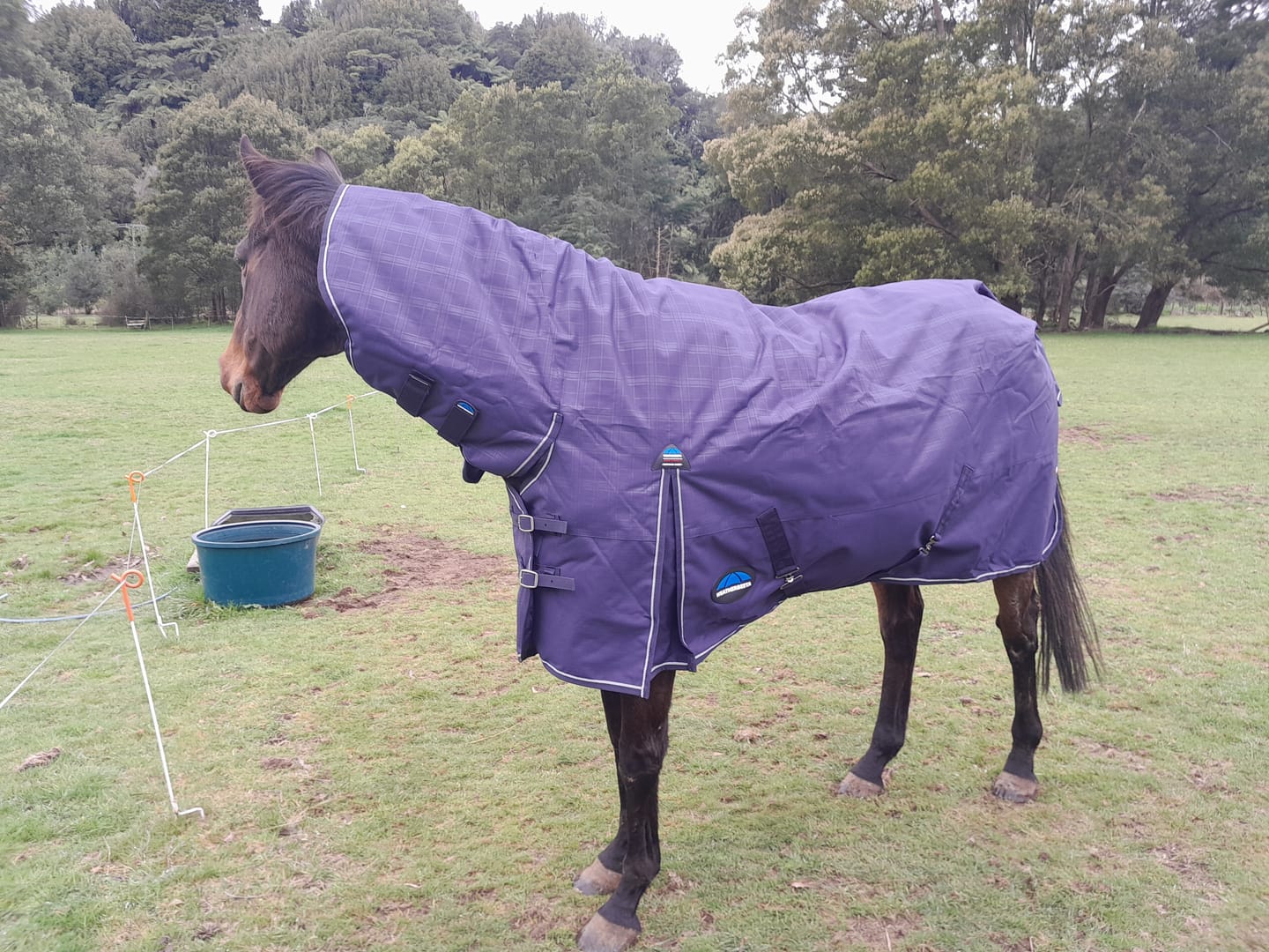 Customer photo review of Weatherbeeta Comfitec Prelim Turnout Combo