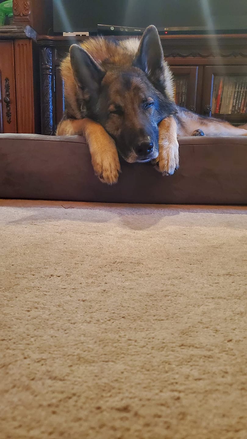 Customer photo review of 7" Orthopedic Memory Foam Dog Bed Sleek Edition | Big Barker