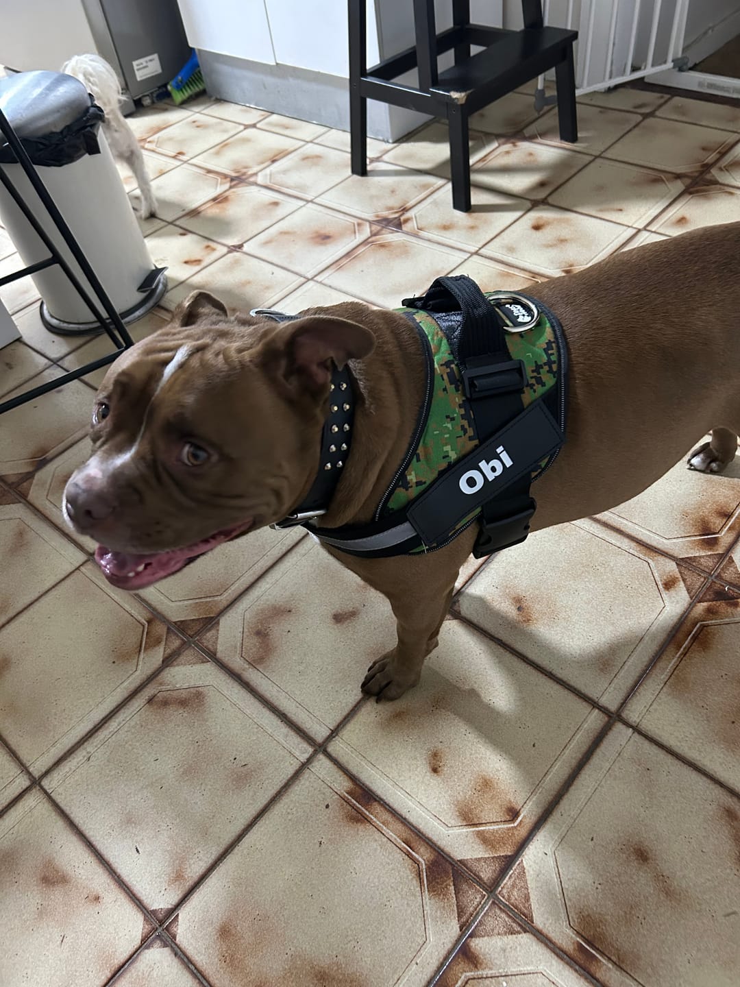Customer photo review of Dogshood ™ No Pull Harness