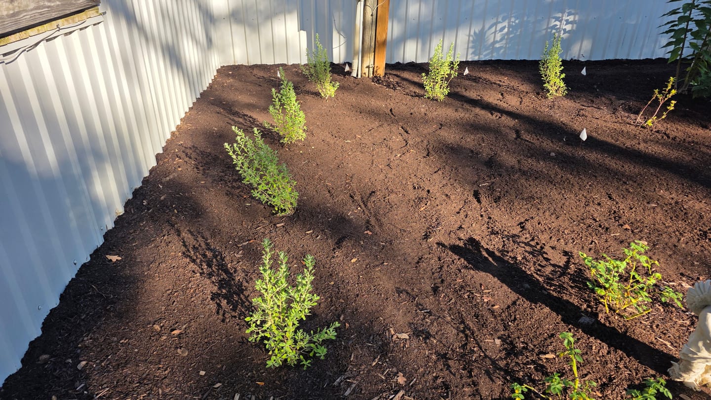 Customer photo review of Green Texas Sage