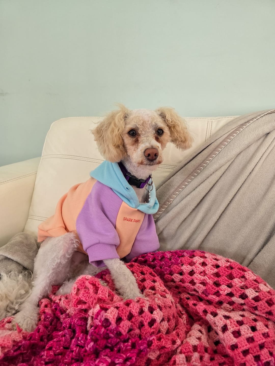 Customer photo review of Color Block Dog Hoodies