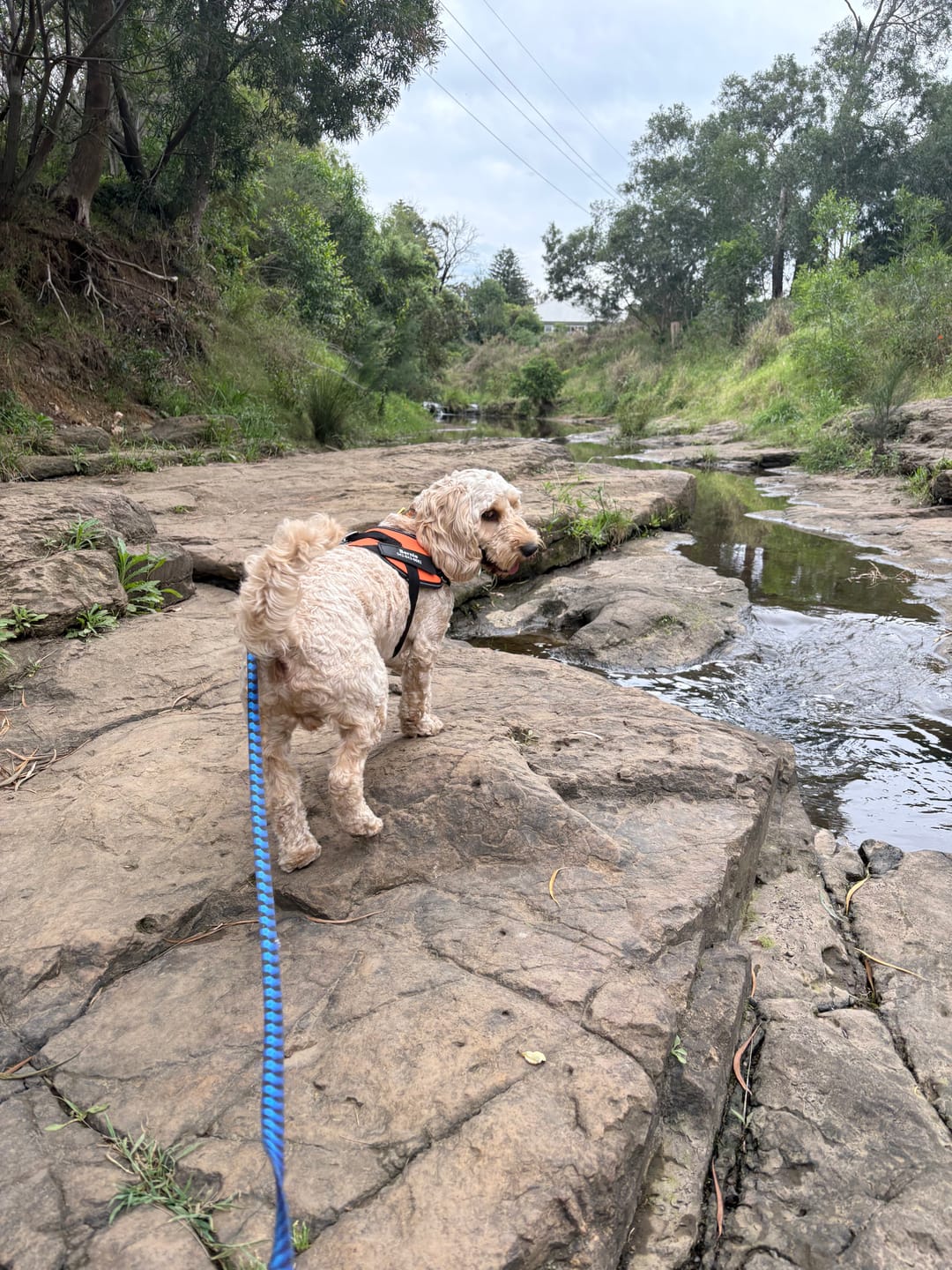 Customer photo review of Dogshood ™ No Pull Harness