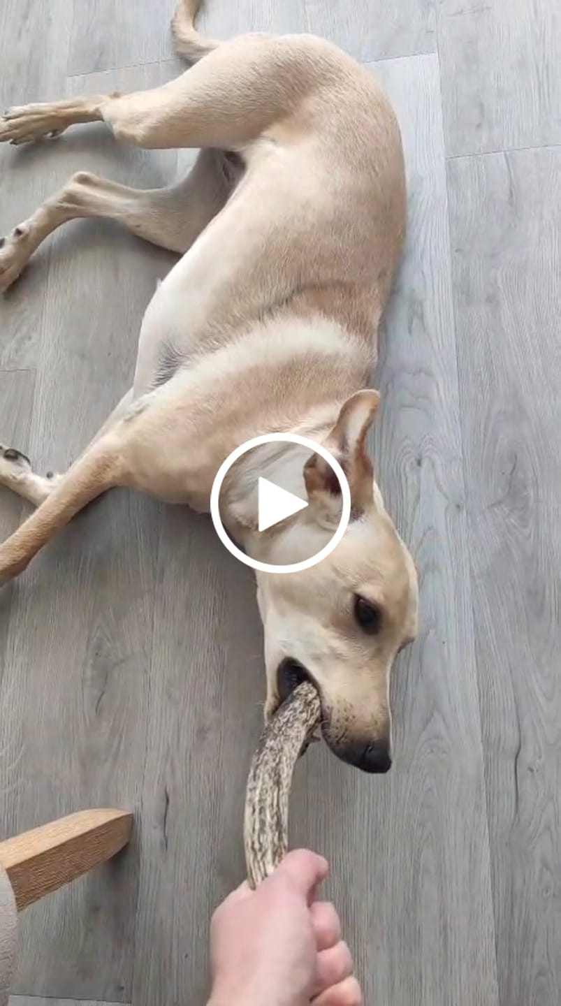 Customer video review of Asta de ciervo para perros - Regular: Para mordedores profesionales